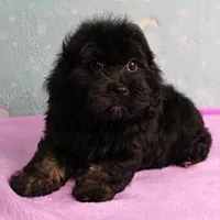 Twinkle's Black Male Puppy 5, a male Cockapoo for sale in Mount Olive, NC – Photo 2 of 10