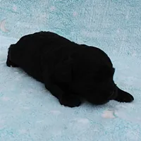 Twinkle's Black Male Puppy 5, a male Cockapoo for sale in Mount Olive, NC – Photo 5 of 10