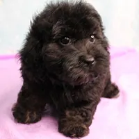 Twinkle's Black Male Puppy 5, a male Cockapoo for sale in Mount Olive, NC – Photo 8 of 10