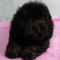 Twinkle's Black Male Puppy 5, a male Cockapoo for sale in Mount Olive, NC – Photo 4 of 10