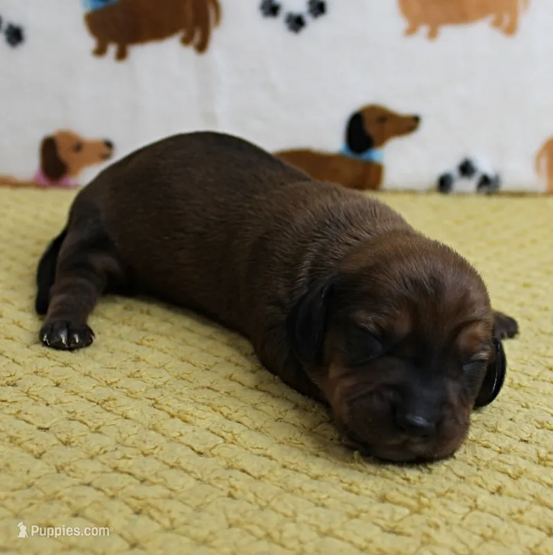 AKC Robin's Red Male Puppy 4 – Miniature Dachshund puppy for sale in Mount Olive, NC