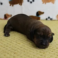 AKC Robin's Red Male Puppy 4, a male Miniature Dachshund for sale in Mount Olive, NC – 1 of 8