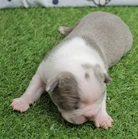 AKC Willow's Lilac & White Male Puppy 3, a male Boston Terrier for sale in Mount Olive, NC – 3 of 10