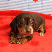 AKC Heidi's Chocolate & Tan Female Puppy 1, a female Miniature Dachshund for sale in Mount Olive, NC – 7 of 10