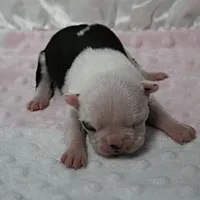 AKC Polly's White Face Female Puppy 3, a female Boston Terrier for sale in Mount Olive, NC – 8 of 10