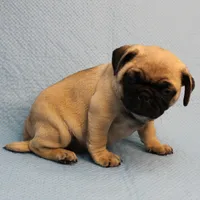 AKC Mandy's Fawn Male Puppy 1, a male Pug for sale in Mount Olive, NC – Photo 9 of 10