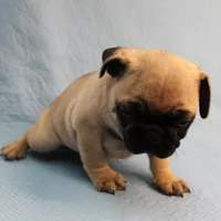 AKC Mandy's Fawn Male Puppy 1, a male Pug for sale in Mount Olive, NC – Photo 7 of 10