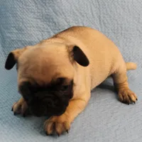 AKC Mandy's Fawn Male Puppy 1, a male Pug for sale in Mount Olive, NC – Photo 8 of 10
