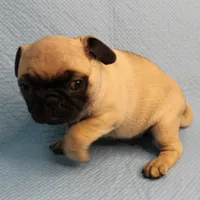 AKC Mandy's Fawn Male Puppy 1, a male Pug for sale in Mount Olive, NC – Photo 1 of 10