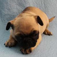 AKC Mandy's Fawn Male Puppy 1, a male Pug for sale in Mount Olive, NC – Photo 4 of 10