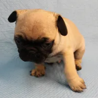 AKC Mandy's Fawn Male Puppy 1, a male Pug for sale in Mount Olive, NC – Photo 2 of 10