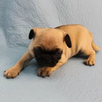 AKC Mandy's Fawn Male Puppy 1, a male Pug for sale in Mount Olive, NC – Photo 5 of 10