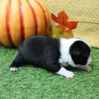  AKC Annie's Black & White Female Puppy 2, a female Boston Terrier for sale in Mount Olive, NC – 3 of 8