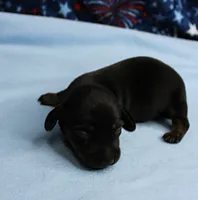 AKC Taylor's Black & Tan Male Puppy 4, a male Miniature Dachshund for sale in Mount Olive, NC – 4 of 10