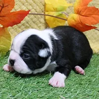 AKC Annie's Black & White Female Puppy 3, a  Boston Terrier for sale in Mount Olive, NC – 3 of 10