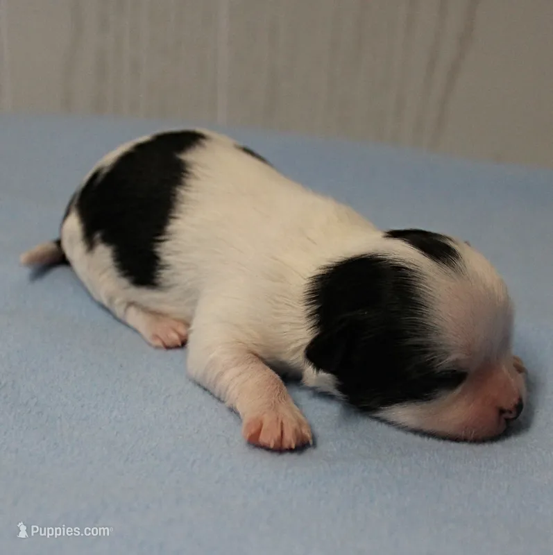 AKC Chelsea's Black, White & Tan Party Male Puppy 3 – Chihuahua puppy for sale in Mount Olive, NC