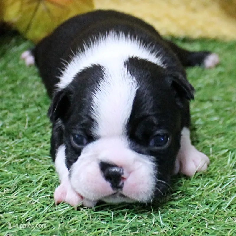  AKC Annie's Black & White Female Puppy 2 – Boston Terrier puppy for sale in Mount Olive, NC