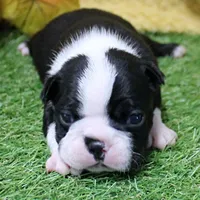  AKC Annie's Black & White Female Puppy 2, a female Boston Terrier for sale in Mount Olive, NC – 1 of 8