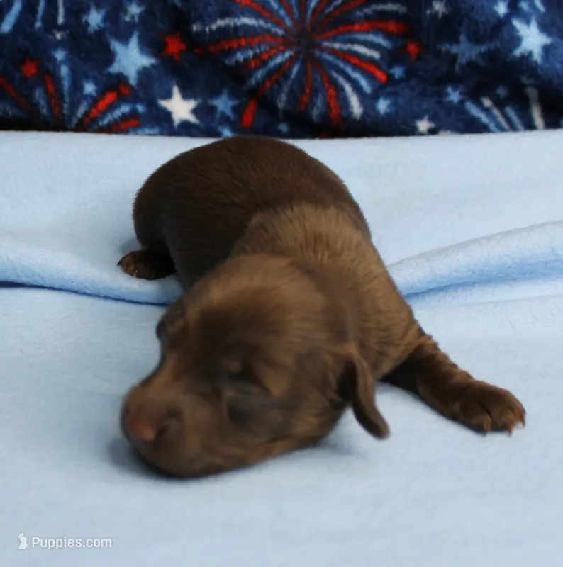 AKC Taylor's Chocolate Male Puppy 2 – Miniature Dachshund puppy for sale in Mount Olive, NC