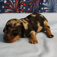 AKC Sallie's Black & Silver Dapple, Long Coat Female Puppy 2, a female Miniature Dachshund for sale in Mount Olive, NC – 2 of 10