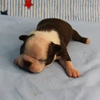 AKC Zoe's Chocolate & White Male Puppy 3, a male Boston Terrier for sale in Mount Olive, NC – 8 of 10