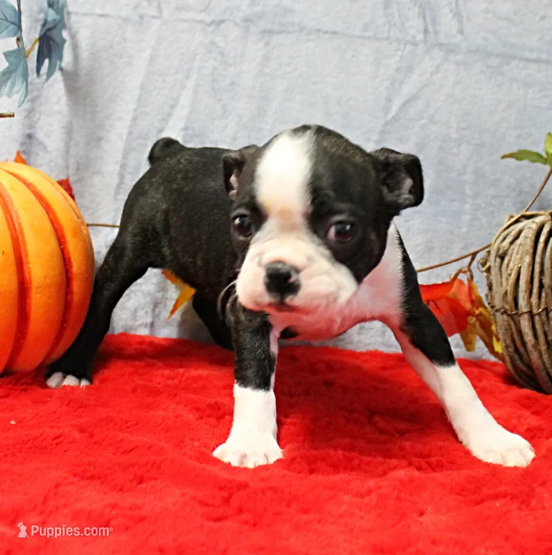 AKC Willow's Lilac & White Male Puppy 4 – Boston Terrier puppy for sale in Mount Olive, NC