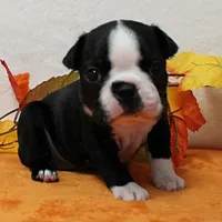 Annie's Black & White Female Puppy 4., a female Boston Terrier for sale in Mount Olive, NC – 8 of 10