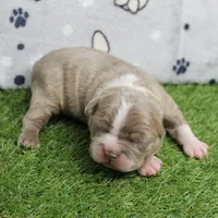 AKC Willow's Lilac & White Male Puppy 4, a male Boston Terrier for sale in Mount Olive, NC – 3 of 10