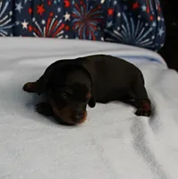 AKC Sallie's Black & Tan, Long Coat Female Puppy 1, a female Miniature Dachshund for sale in Mount Olive, NC – 10 of 10
