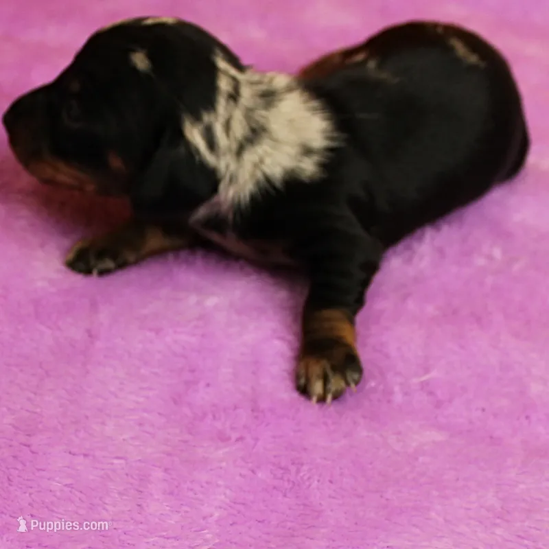 AKC Freckles Black & Tan Dapple Female Puppy 4 – Miniature Dachshund puppy on hold in Mount Olive, NC