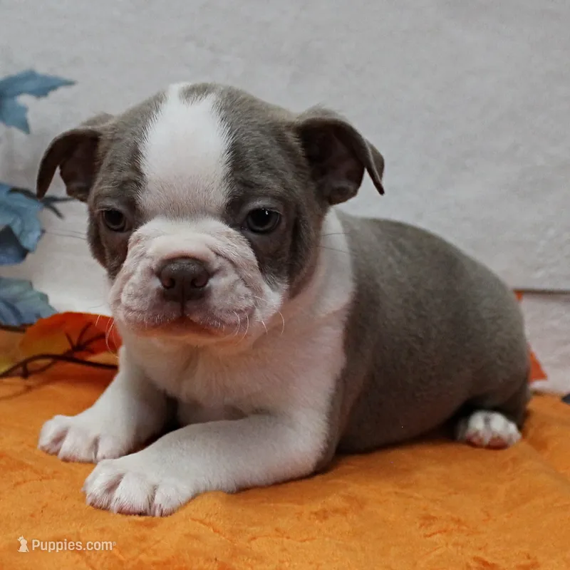 AKC Willow's Lilac & White Male Puppy 4 – Boston Terrier puppy for sale in Mount Olive, NC
