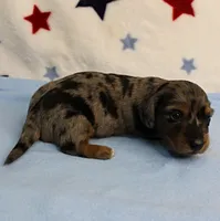 AKC Sallie's Black & Silver Dapple, Long Coat Male Puppy 3, a male Miniature Dachshund for sale in Mount Olive, NC – 7 of 10