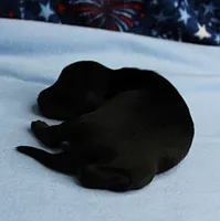 AKC Taylor's Black & Tan Male Puppy 3, a male Miniature Dachshund for sale in Mount Olive, NC – 6 of 10
