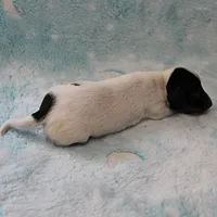 AKC Freckles Black & Tan Piebald on White Female Puppy 2, a female Miniature Dachshund for sale in Mount Olive, NC – 5 of 10