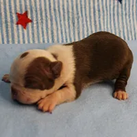 Zoe's Seal & White Male Puppy 4, a male Boston Terrier for sale in Mount Olive, NC – 2 of 10