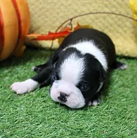 AKC Annie's Black & White Male Puppy 5, a male Boston Terrier for sale in Mount Olive, NC – 9 of 10