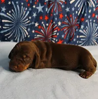 AKC Heidi's Chocolate & Tan Male Puppy 3, a male Miniature Dachshund for sale in Mount Olive, NC – 8 of 10