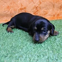 AKC Maggie's Black & Tan Female Puppy 1, a female Miniature Dachshund for sale in Mount Olive, NC – 10 of 10