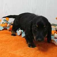 AKC Taylor's Black & Tan LH Male Puppy 1, a male Miniature Dachshund for sale in Mount Olive, NC – 4 of 10