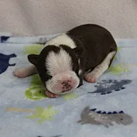 AKC Puddin's Chocolate & White Male Puppy 4, a male Boston Terrier for sale in Mount Olive, NC – 8 of 10