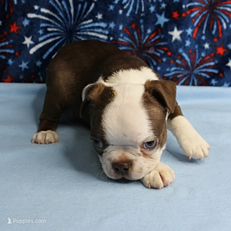 AKC Zoey's Chocolate & White Male Puppy 3 – Boston Terrier puppy for sale in Mount Olive, NC