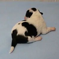 AKC Chelsea's Black, White & Tan Party Male Puppy 3, a male Chihuahua for sale in Mount Olive, NC – 2 of 6