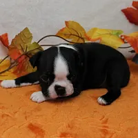 Annie's Black & White Female Puppy 4., a female Boston Terrier for sale in Mount Olive, NC – 9 of 10