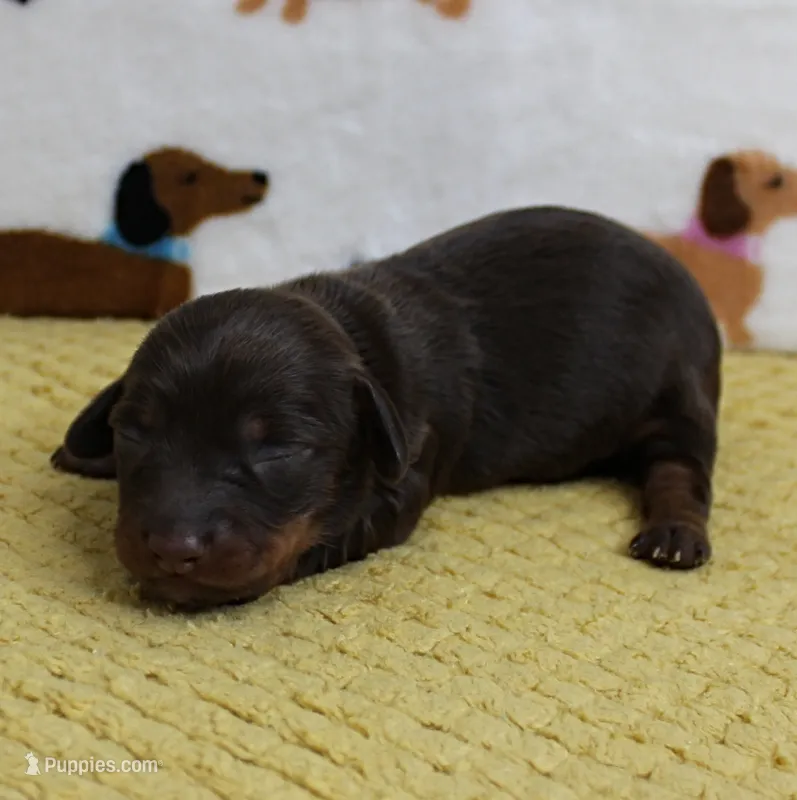 AKC Robin's Chocolate Female Puppy 2 – Miniature Dachshund puppy for sale in Mount Olive, NC