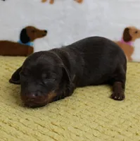AKC Robin's Chocolate Female Puppy 2, a female Miniature Dachshund for sale in Mount Olive, NC – 1 of 10