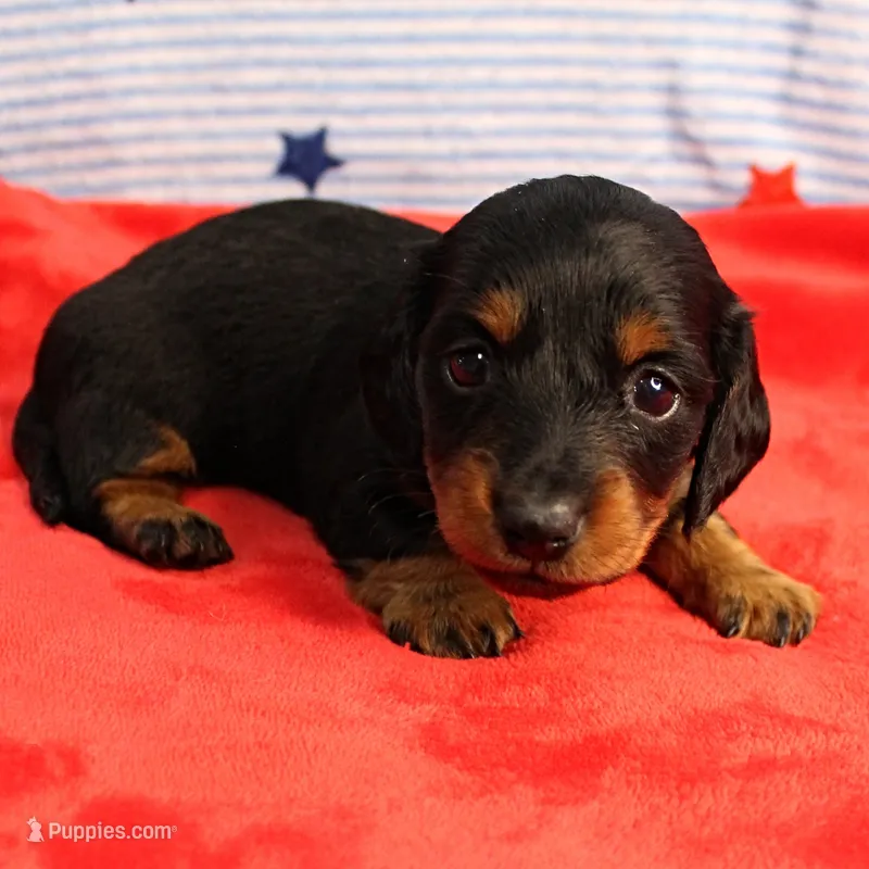 AKC Sallie's Black & Tan, Long Coat Female Puppy 1 – Miniature Dachshund puppy for sale in Mount Olive, NC
