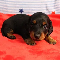 AKC Sallie's Black & Tan, Long Coat Female Puppy 1, a female Miniature Dachshund for sale in Mount Olive, NC – 1 of 10
