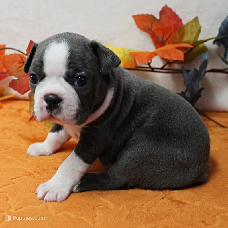 AKC Annie's Silver & White Female Puppy 1 – Boston Terrier puppy on hold in Mount Olive, NC