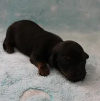 AKC Freckles Red with Black Tips Male Puppy 8, a male Miniature Dachshund for sale in Mount Olive, NC – 2 of 10