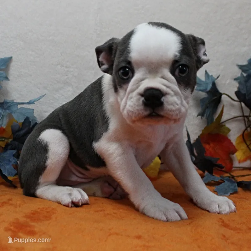 AKC Lula's Black & White Male Puppy 1 – Boston Terrier puppy for sale in Mount Olive, NC